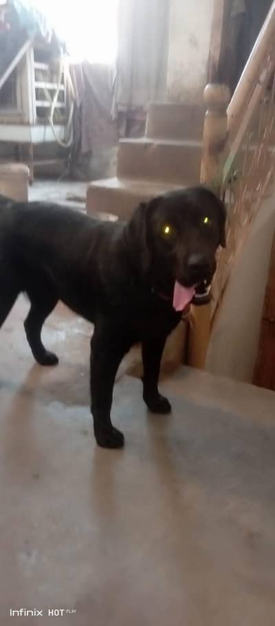 labarador/ pointer / German shepherd for sale