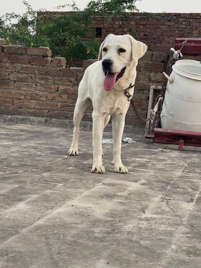 labarador/ pointer / German shepherd/ poodle