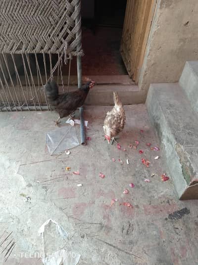 4 hens desi