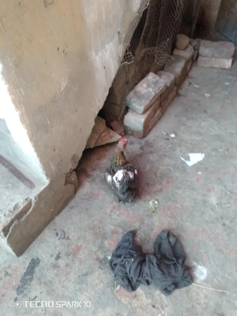 4 hens desi — photo 2