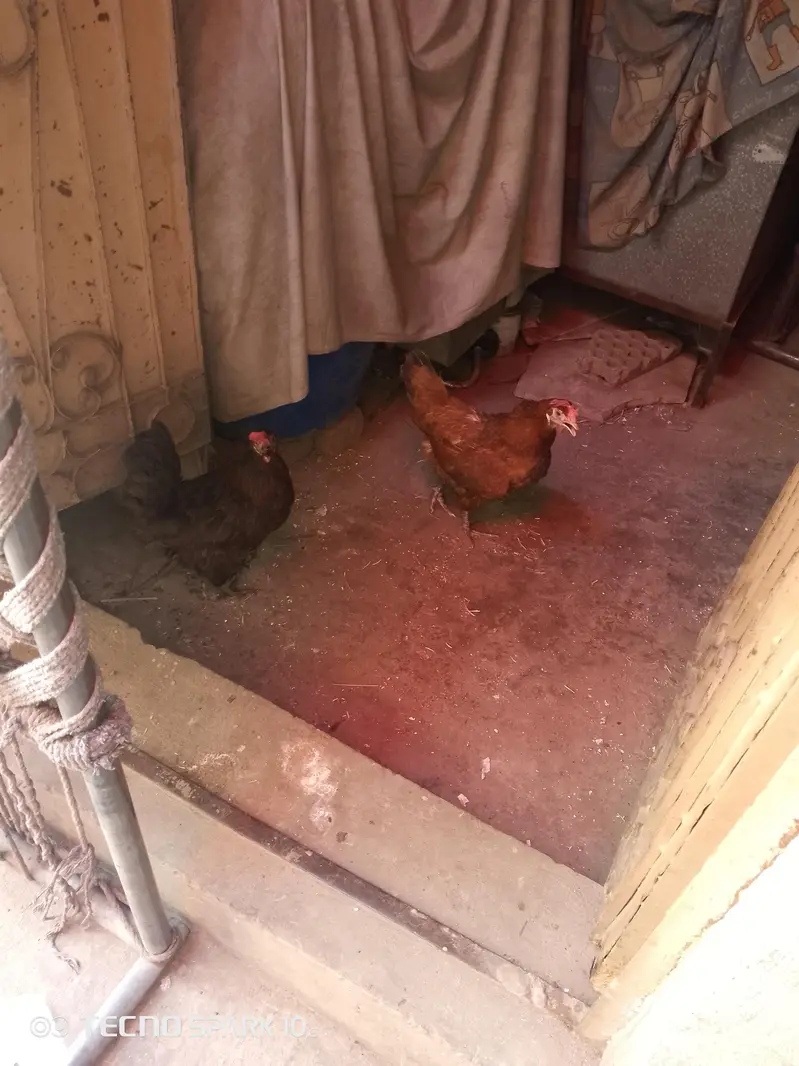 4 hens desi — photo 3