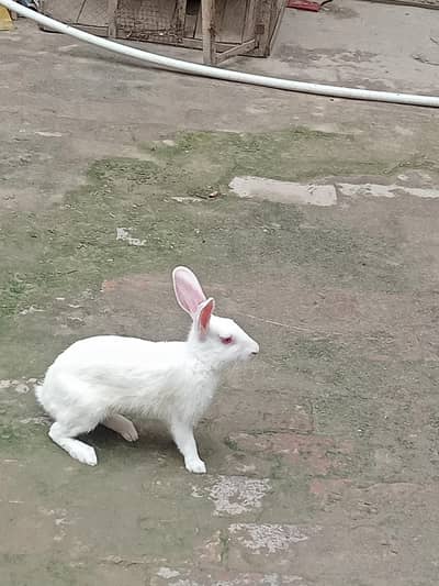 rabbits