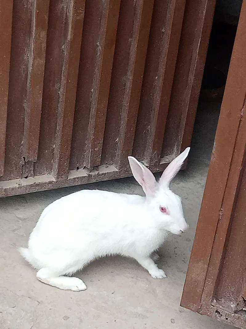 rabbits — photo 2