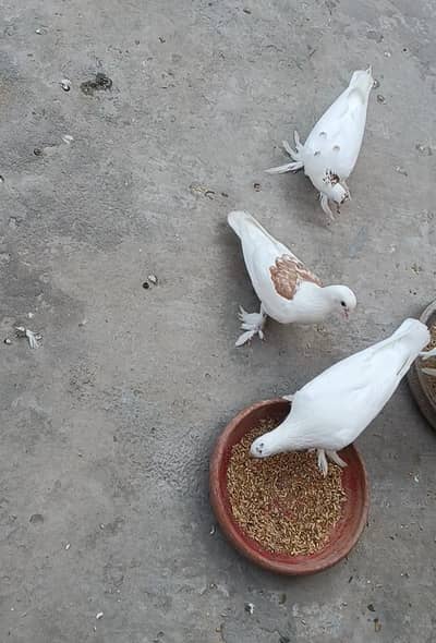 white Sherazi + white Lakhy pairs