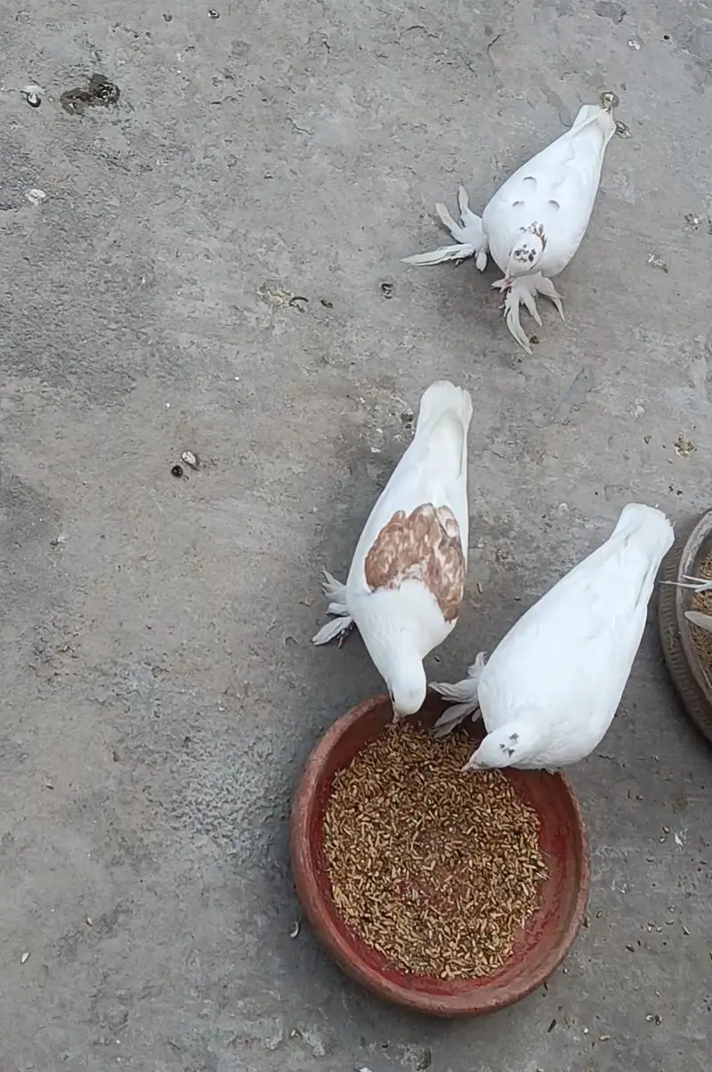 white Sherazi + white Lakhy pairs — photo 2