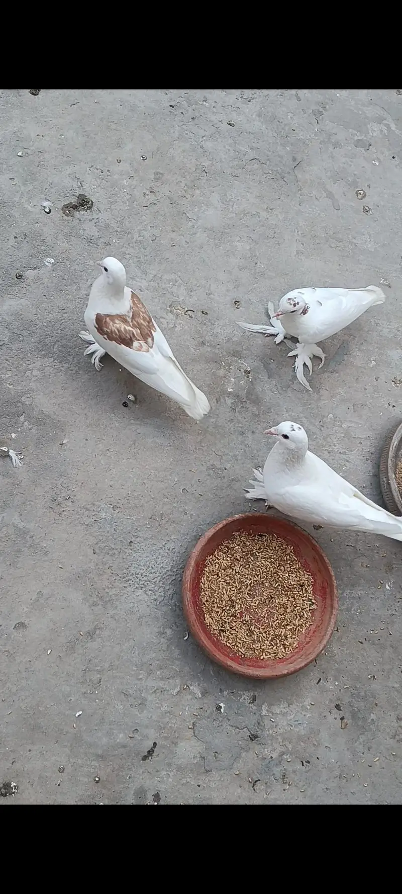 white Sherazi + white Lakhy pairs — photo 3