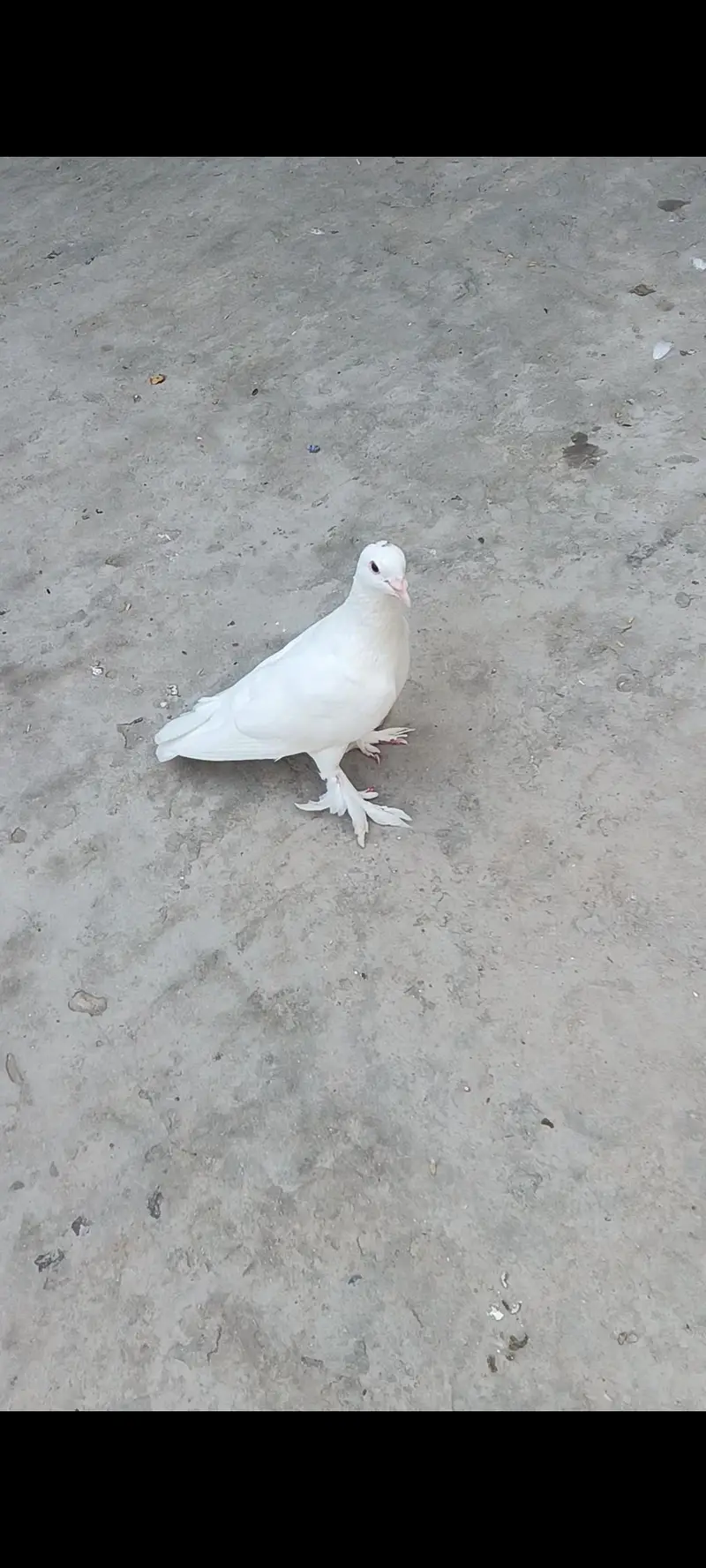 white Sherazi + white Lakhy pairs — photo 4