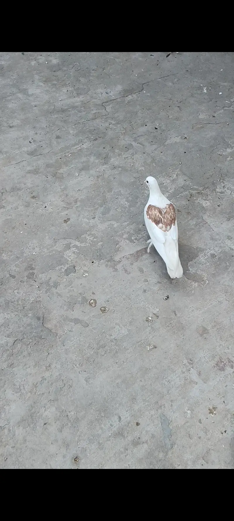 white Sherazi + white Lakhy pairs — photo 5