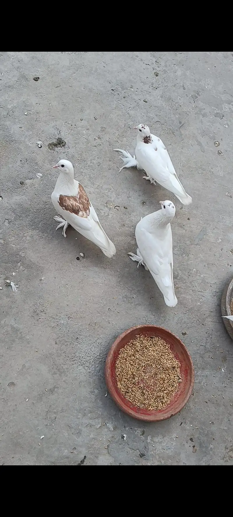 white Sherazi + white Lakhy pairs — photo 6