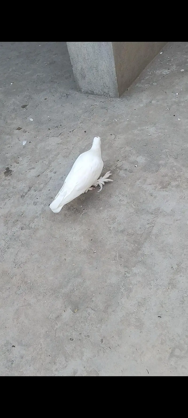 white Sherazi + white Lakhy pairs — photo 7