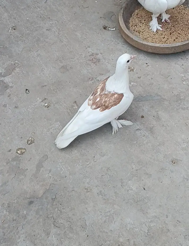 white Sherazi + white Lakhy pairs — photo 8