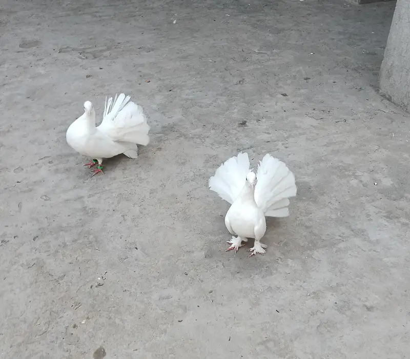 white Sherazi + white Lakhy pairs — photo 9