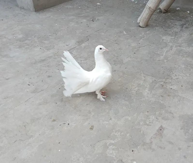 white Sherazi + white Lakhy pairs — photo 10