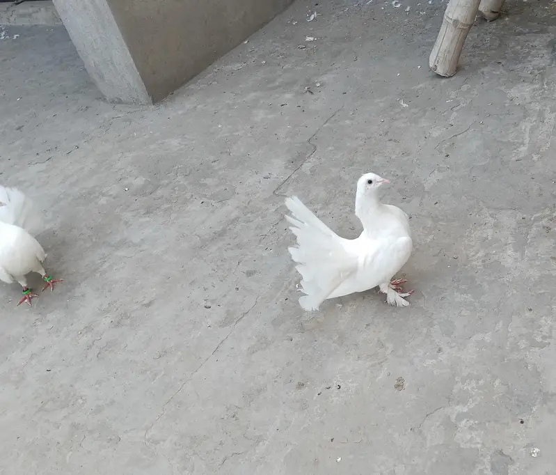 white Sherazi + white Lakhy pairs — photo 11