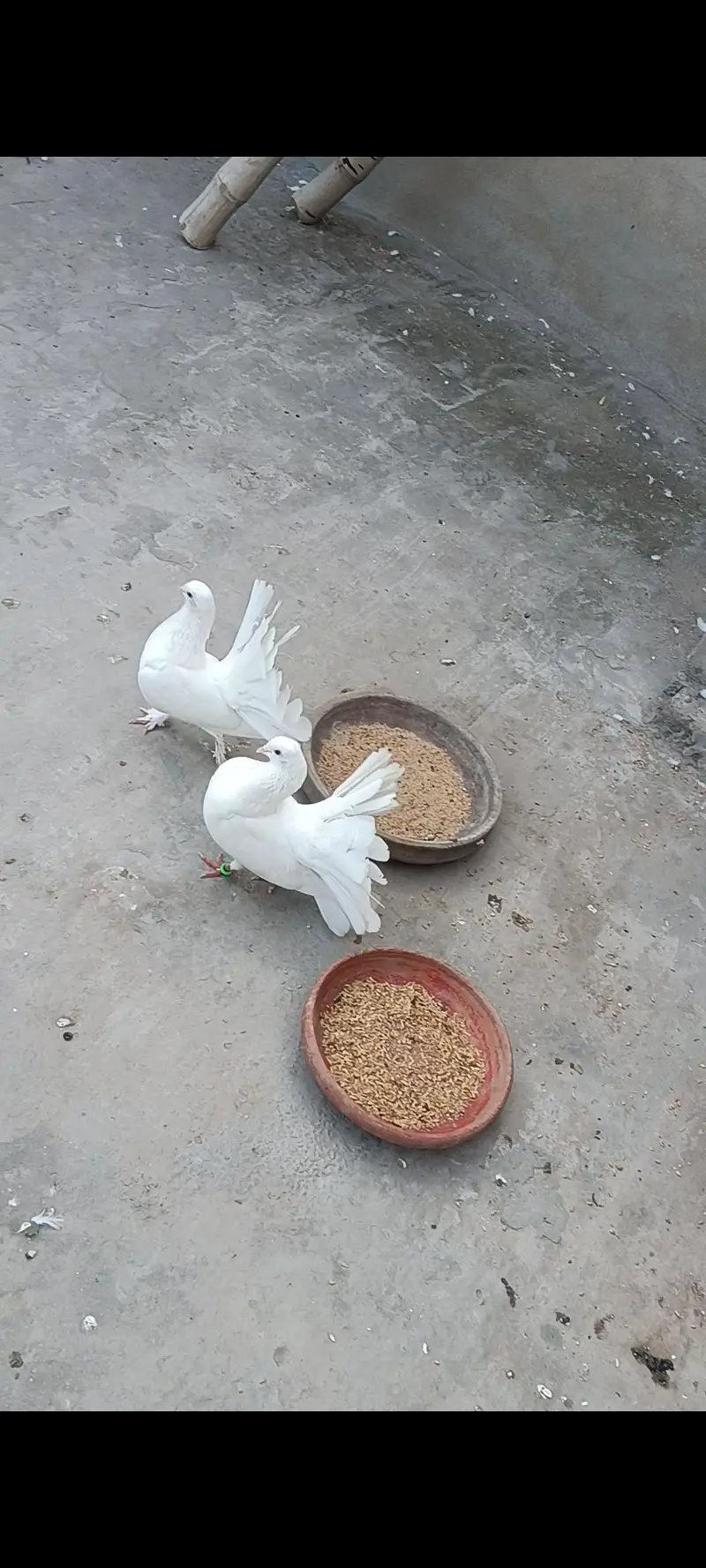 white Sherazi + white Lakhy pairs — photo 12