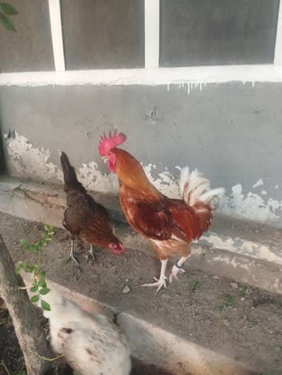 Desi Breeder for sale