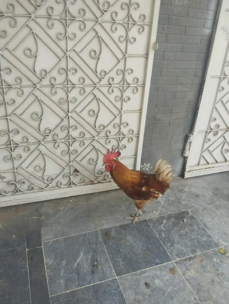 Desi Breeder for sale — photo 2