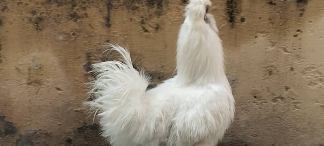 white silkie male breeder