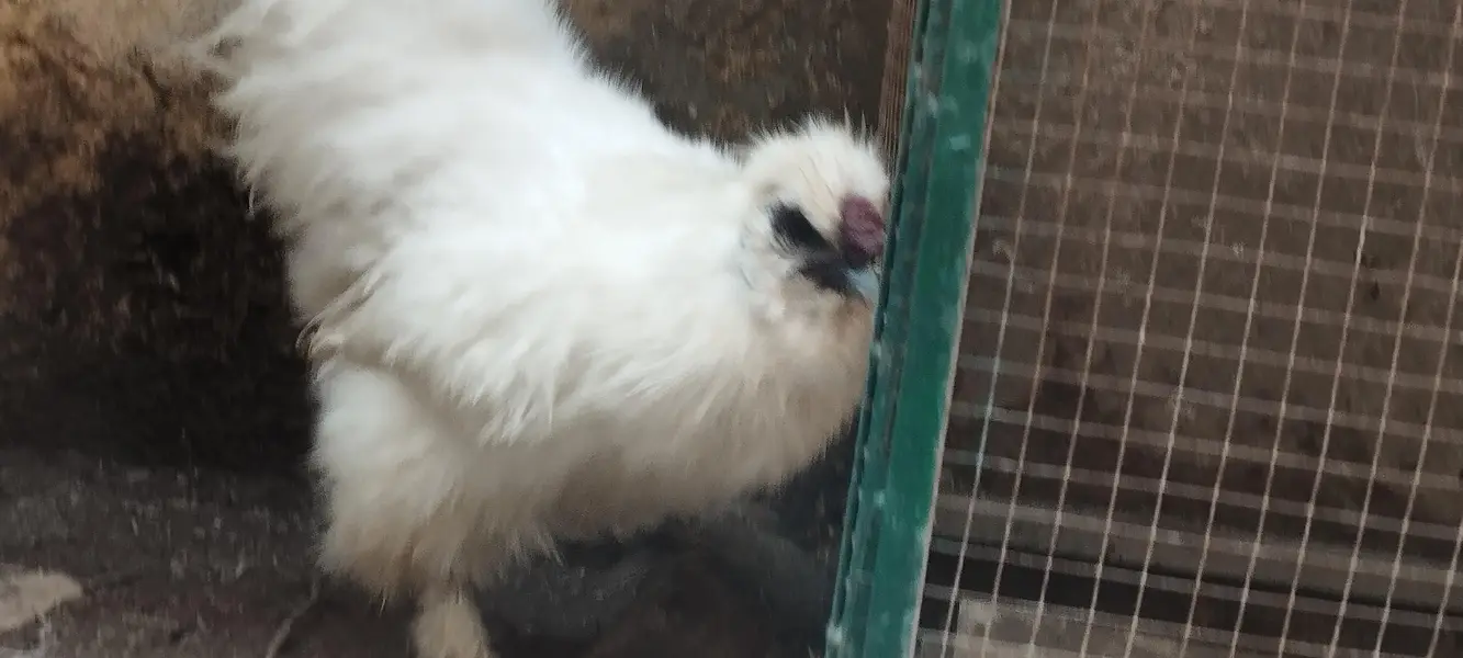 white silkie male breeder — photo 2
