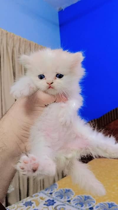 Semi punch Persian Kitten for sell. 25k each, but negotiable.
