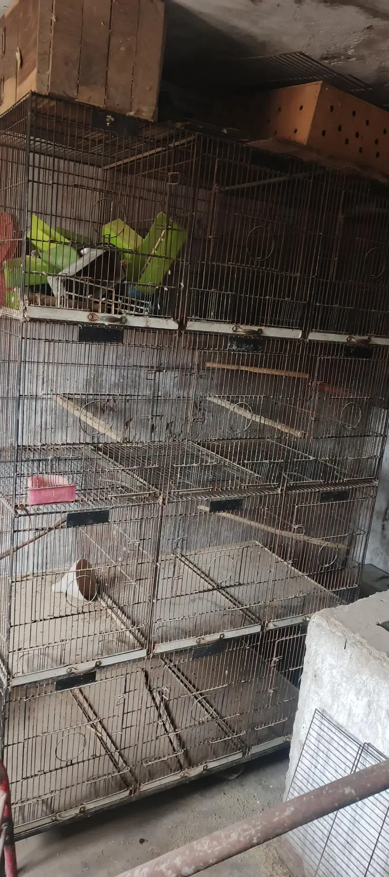 12 portion birds cage