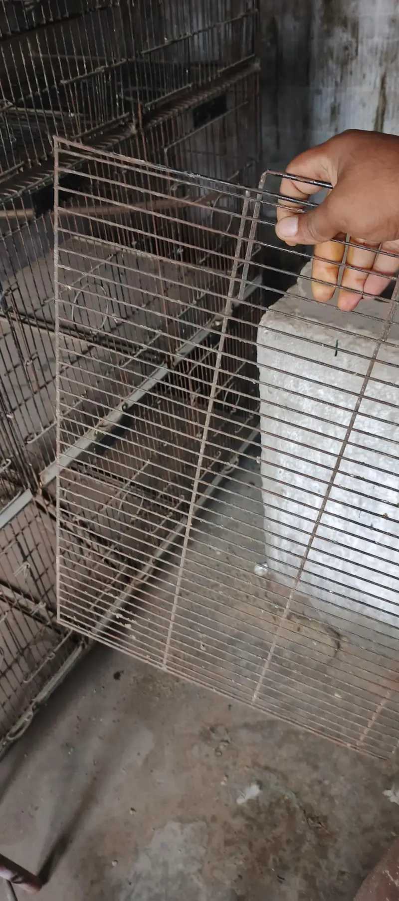 12 portion birds cage — photo 3