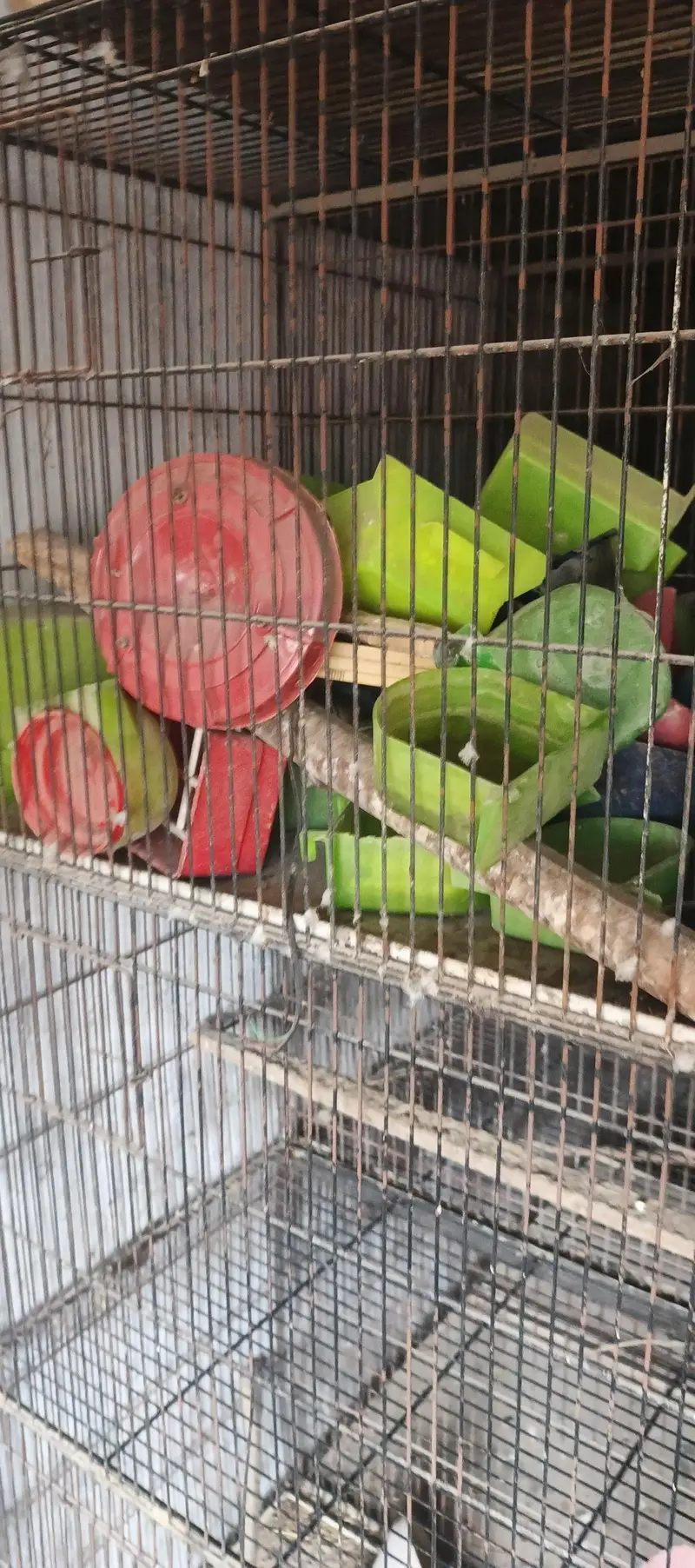 12 portion birds cage — photo 4