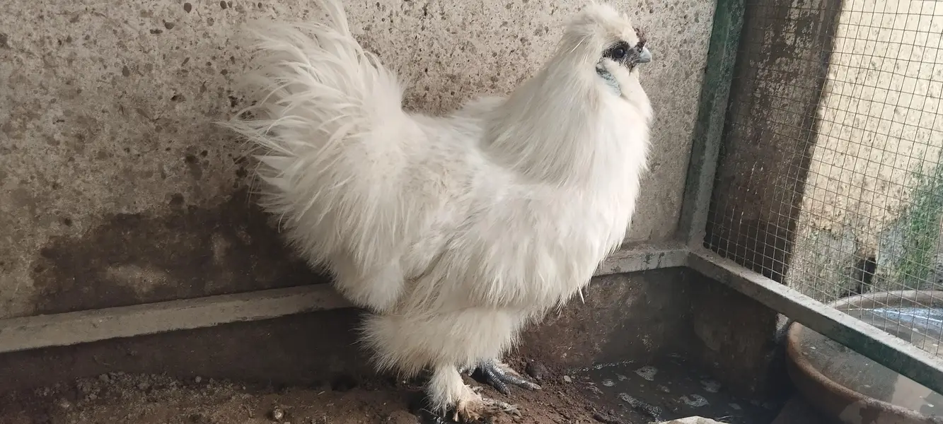 white silkie male breeder — photo 3