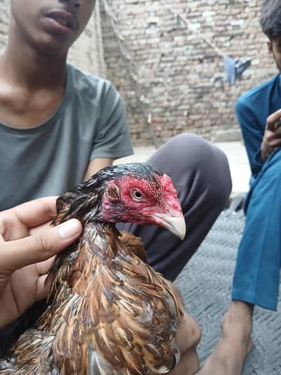 Amrohi/ harri