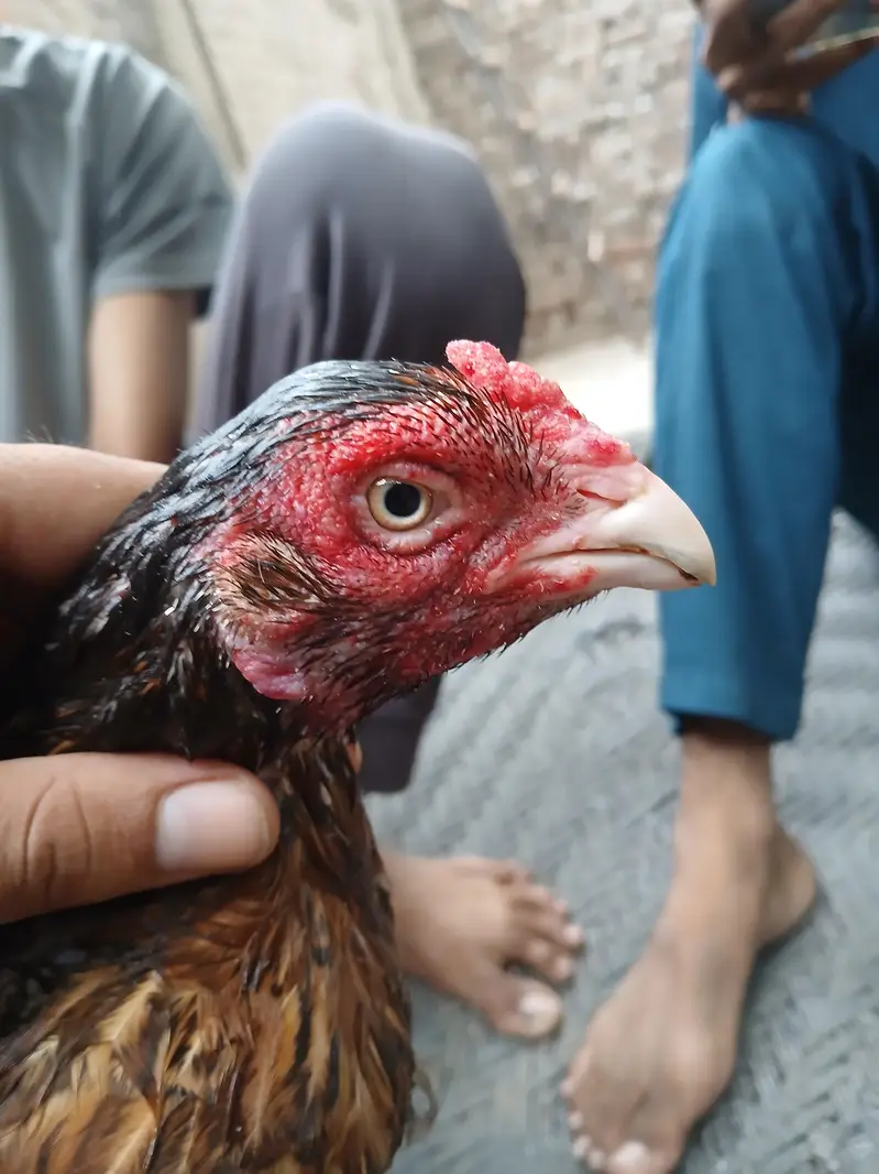 Amrohi/ harri — photo 2