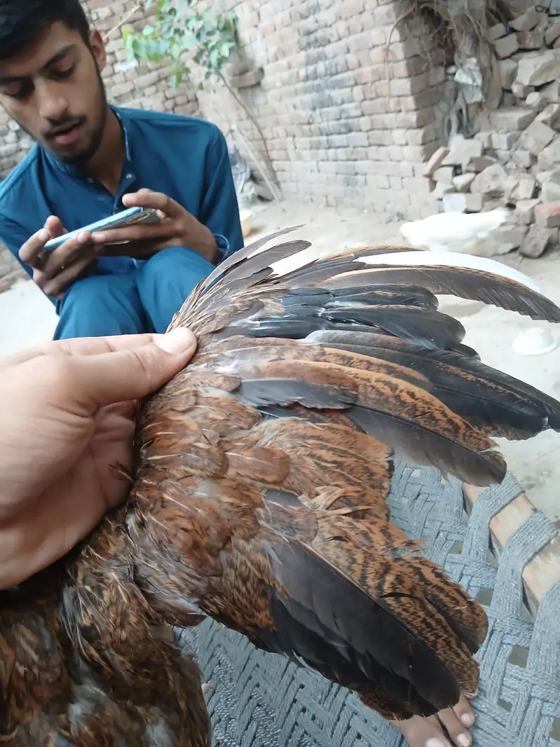 Amrohi/ harri — photo 5