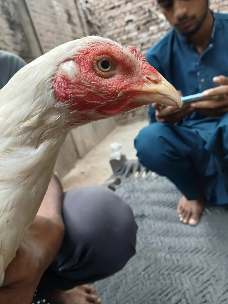 Amrohi/ harri — photo 8