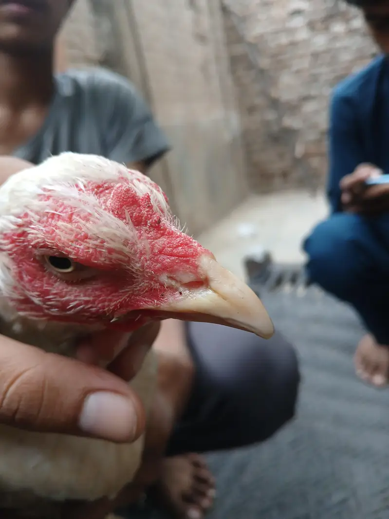 Amrohi/ harri — photo 9