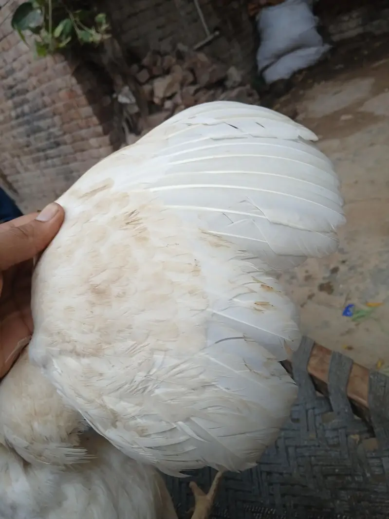 Amrohi/ harri — photo 10