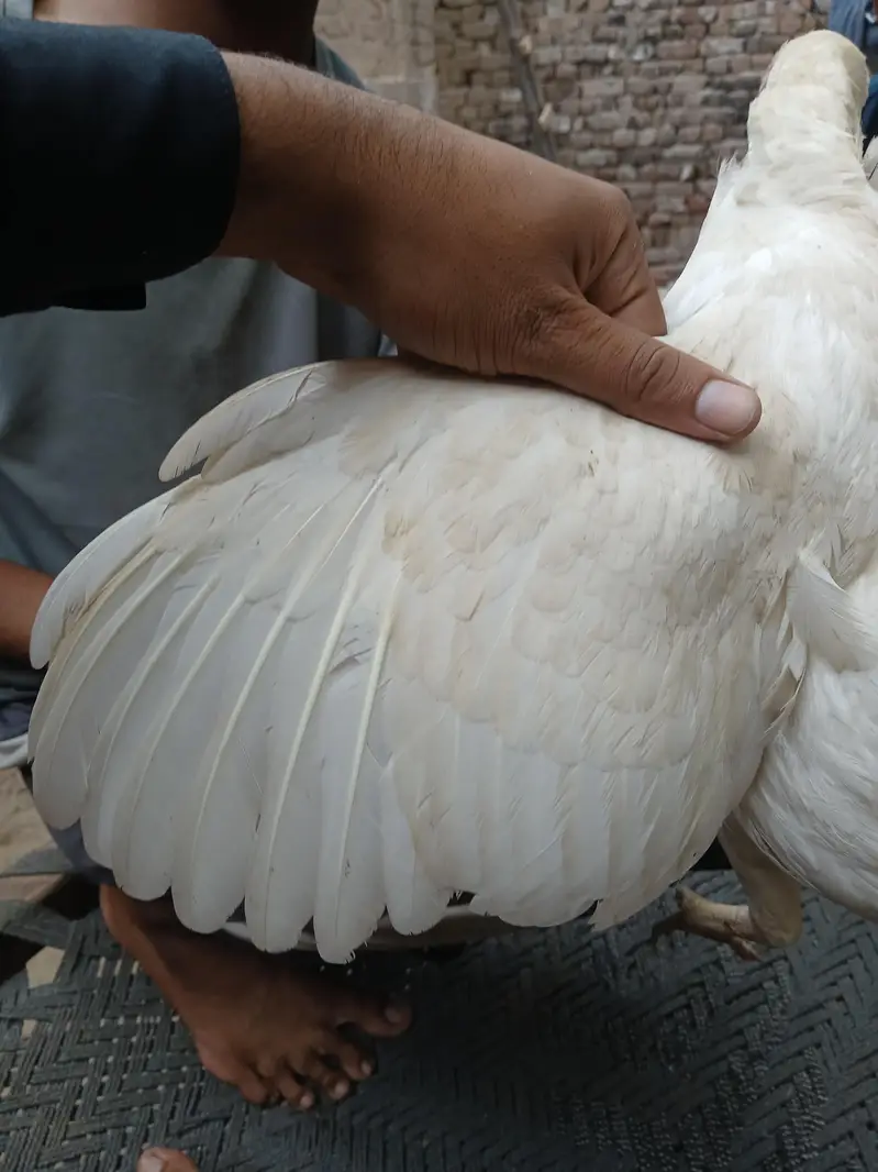 Amrohi/ harri — photo 12