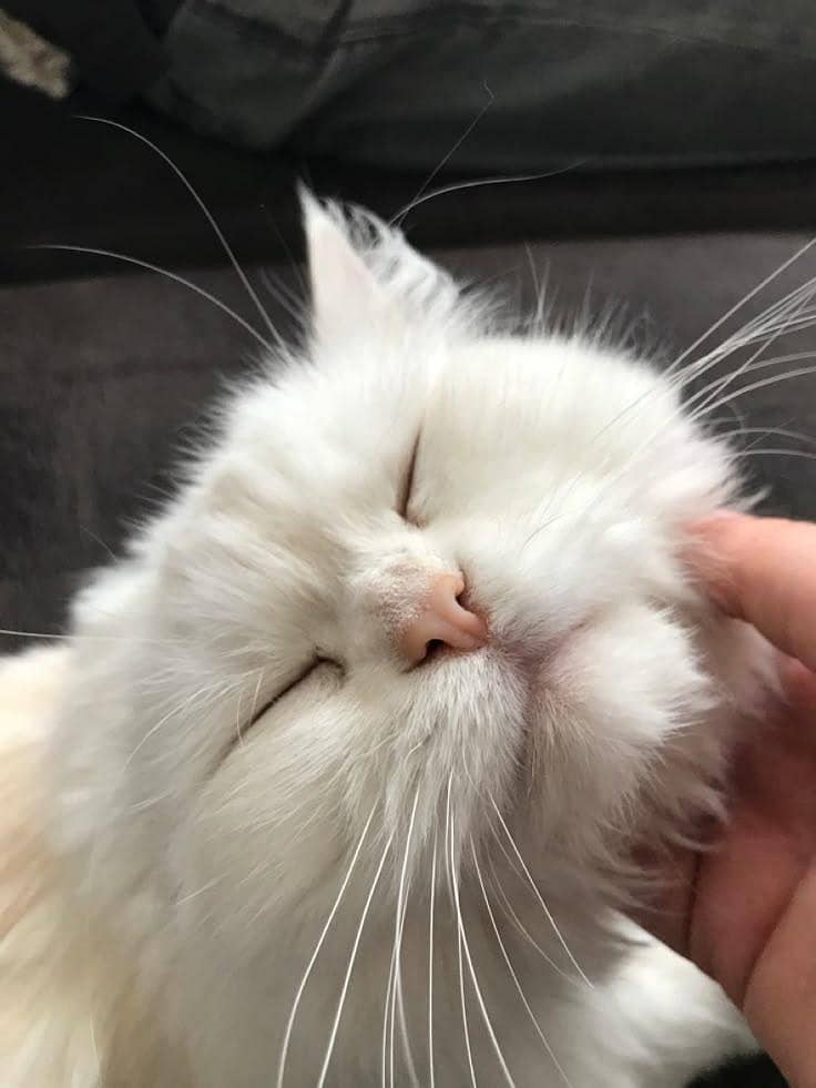 cat  0