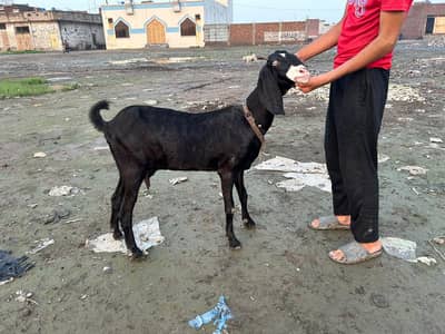 Gaban bakri