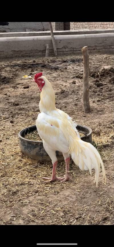 white aseel bozka