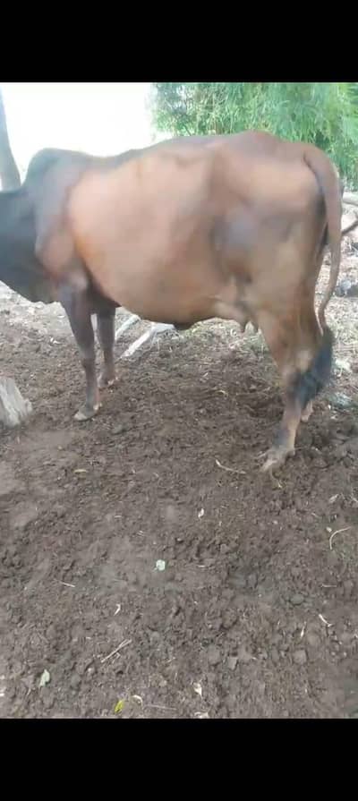 ready for delivery cow 2sra wara sabka record milk 15kg 8 day leti hai