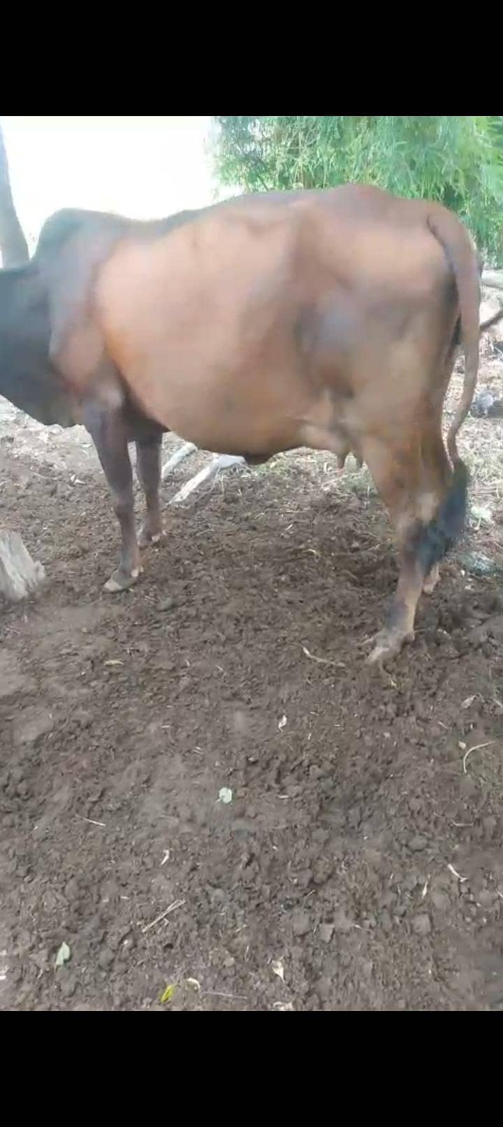 ready for delivery cow 2sra wara sabka record milk 15kg 8 day leti hai 0