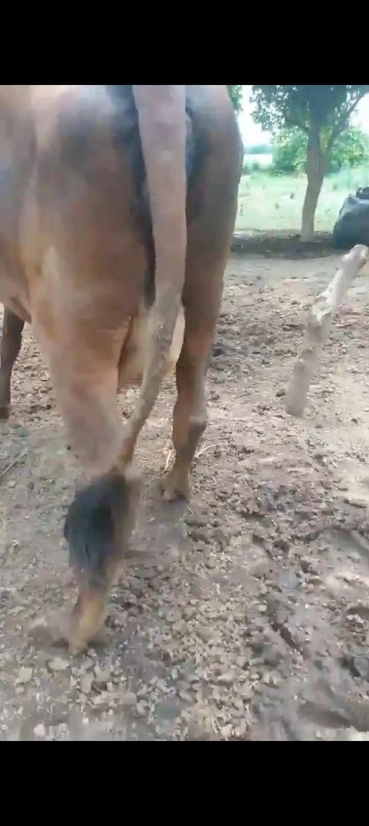 ready for delivery cow 2sra wara sabka record milk 15kg 8 day leti hai — photo 2