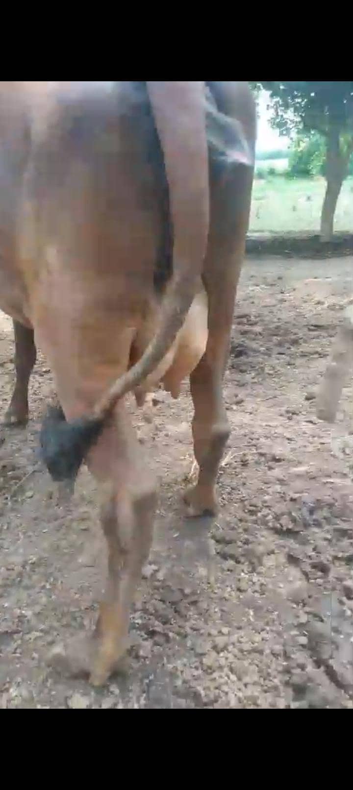 ready for delivery cow 2sra wara sabka record milk 15kg 8 day leti hai 2