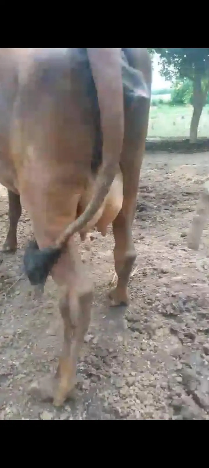 ready for delivery cow 2sra wara sabka record milk 15kg 8 day leti hai — photo 3