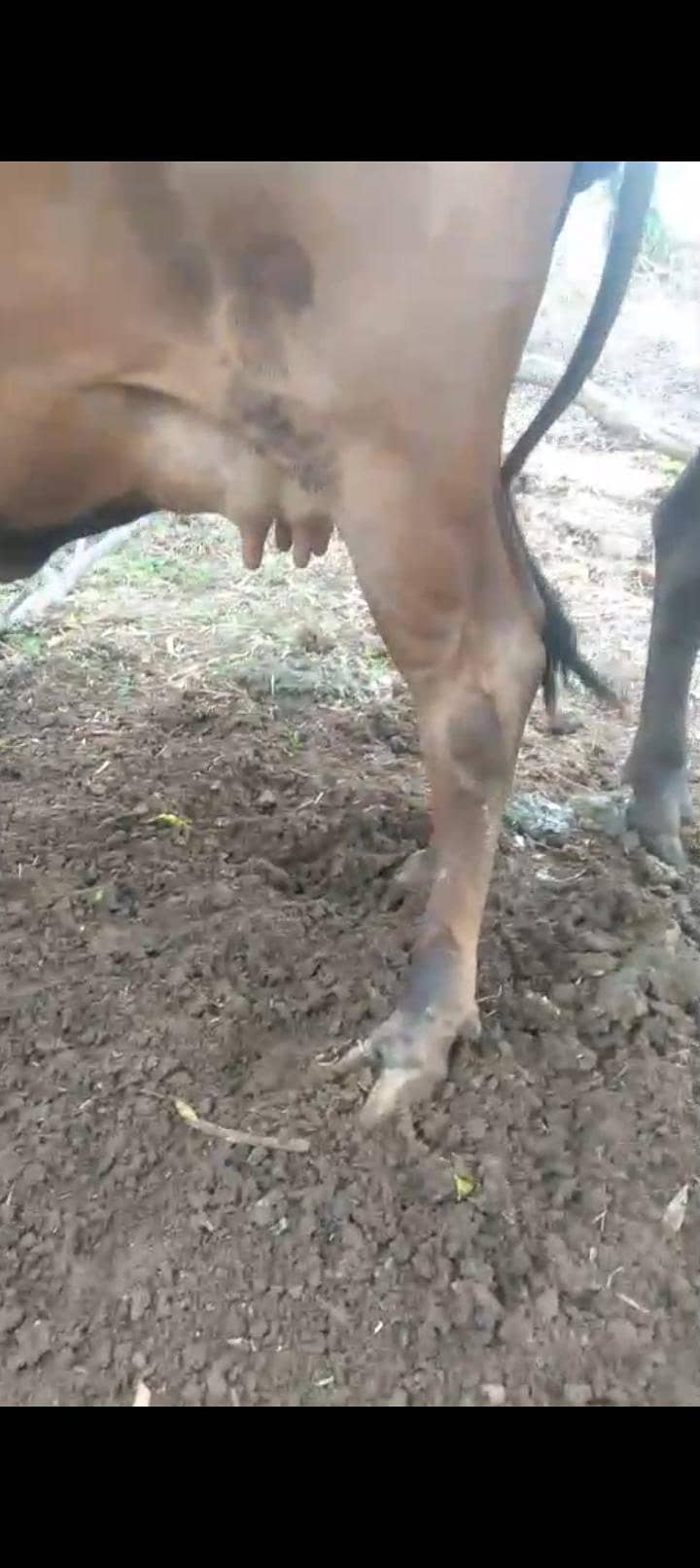 ready for delivery cow 2sra wara sabka record milk 15kg 8 day leti hai 3