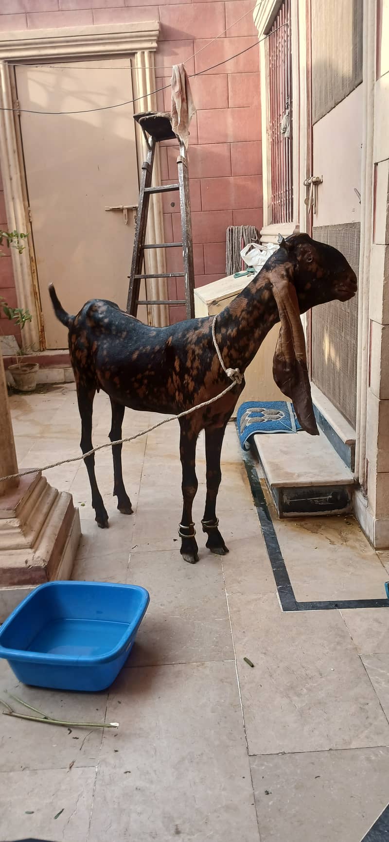 Bakra 2