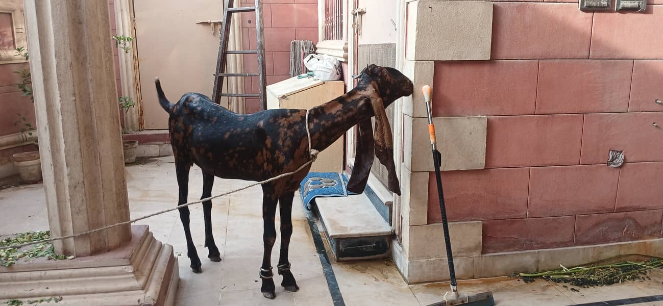 Bakra 3