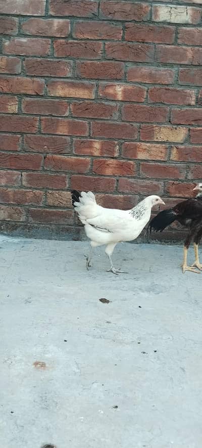 Aseel chick For sale
