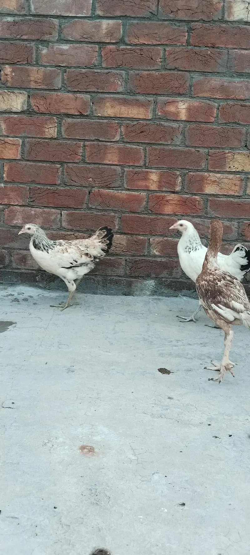Aseel chick For sale — photo 2