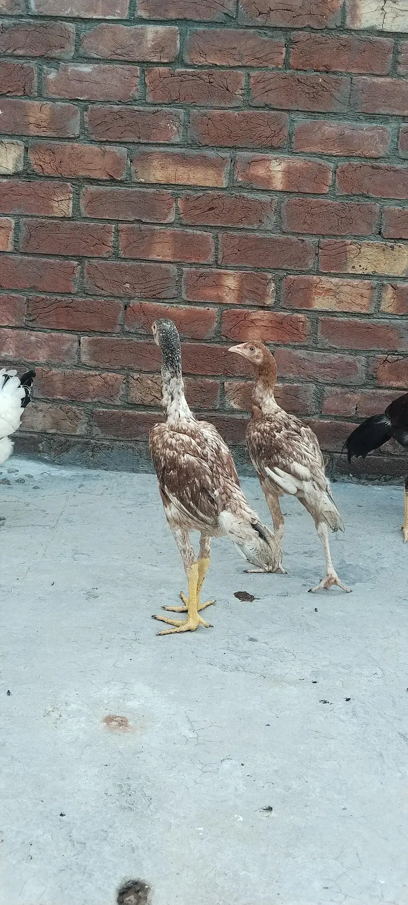 Aseel chick For sale — photo 3
