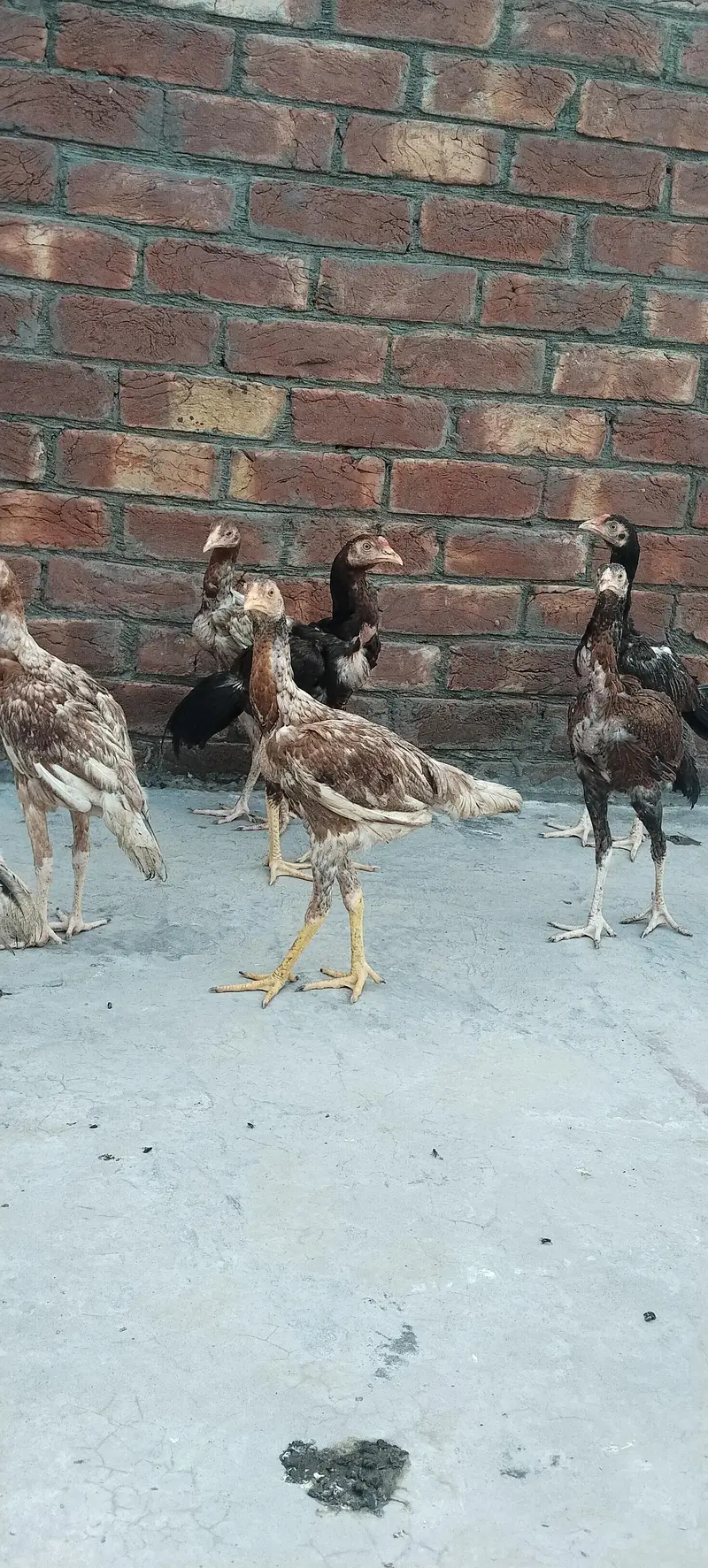 Aseel chick For sale — photo 4